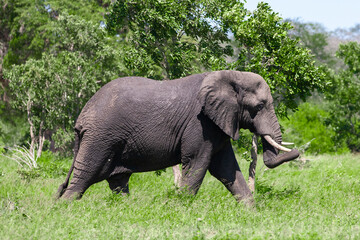 African elephant in the Kruger National Park, South Africa
