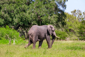 African elephant in the Kruger National Park, South Africa
