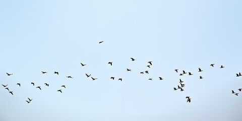 Flock of northern lapwings in flight on a blue sky, view from below - Vanellus vanellus 