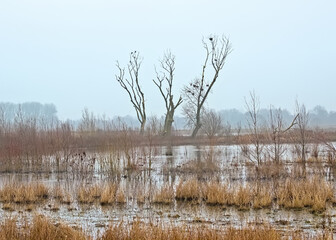 Foggy swamp with reed and bare trees in Bourgoyen nature reserve, Ghent, Flanders, Belgium 