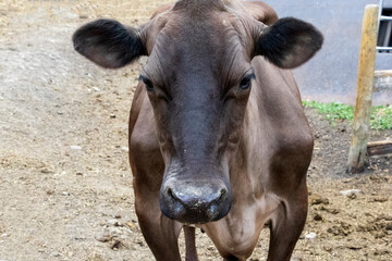 Closeup frontal view of a Jersey cow standing in a corral and staring at the camera.