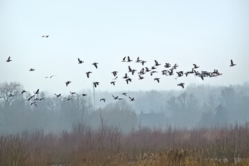 Formation of geese in flight over foggy bare winter trees in bourgoyen nature reserve, Ghent, Flanders, Belgium - branta canadensis  © Kristof Lauwers