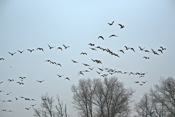 Formation of geese in flight over foggy bare winter trees in bourgoyen nature reserve, Ghent, Flanders, Belgium - branta canadensis 