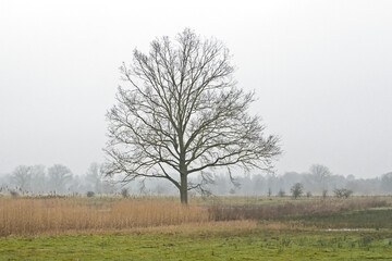 Winter marshland with meadow with bare tree and reed in the mist in bourgoyen nature reserve, Ghent, Flanders, Belgium 
