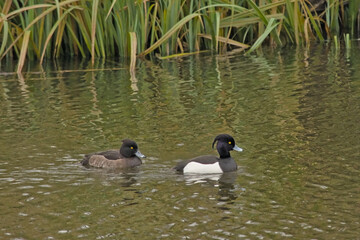 Male and female tufted duck swimming in a lake with reed in Bourgoyen nature reserve, Ghent, flanders, belgium - Aythya fuligula