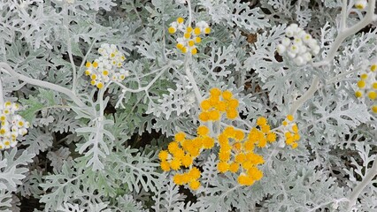 한국 야외 식물 백묘국
