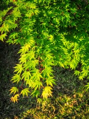 신선한 자연식물 녹색 잎사귀 