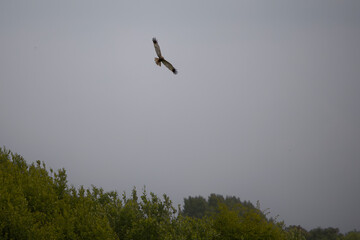 A Western Marsh Harrier flying over trees