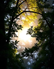 Fototapeta premium Sunlight Filtering Through Misty Forest Foliage