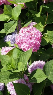  Lacecap and mop-head hydrangea, cultivars of Hydrangea macrophylla with round pinkish colored head flowers atop leafy stems surrounded by green elliptic and acuminate serrated great foliage
