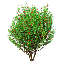 3D Rendering Boxwood Bush on White