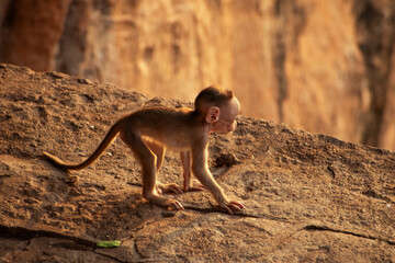 A curious baby monkey walks across a sunlit stone surface in Badami, Karnataka, India.