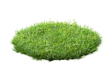 green grass turf isolated on white background