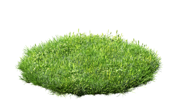 green grass turf isolated on white background