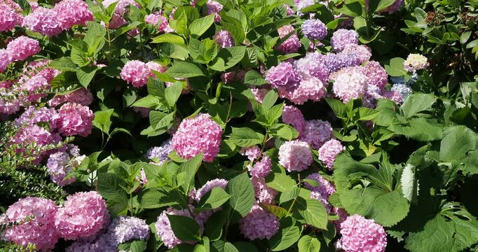 Hydrangea macrophylla | Magnificent shrub of Lacecap hydrangea or Mopheads hortensia producing large ball-shaped flower heads in purplish pink above mid-green acuminate serrated leaves