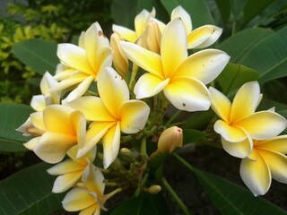 Yellow frangipani flower blooming on the tree. They are characterized by their bright yellow...