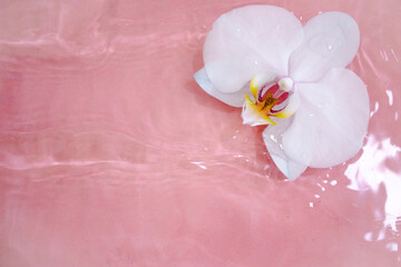 Delicate orchid flowers floating in pink water with soft ripples and water drops. Perfect for spa, wellness, beauty and floral design concepts.