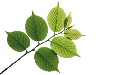 Beech branch with green leaves isolated on white background