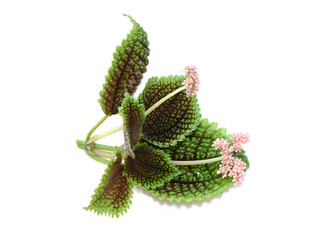 Foliage and flower of the friendship plant Pilea involucrata house plant isolated on white background