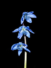 Blue Scilla flower Scilla sibirica on black background