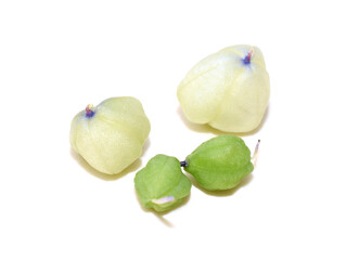 Seed from blue Scilla flower Scilla sibirica isolated on white background