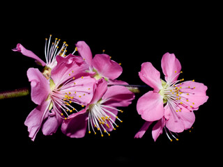 Japanese cherry tree branch with bright pink flowers on dark background