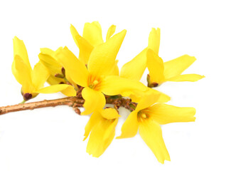 Forsythia shrub branch with bright yellow flowers isolated on white background