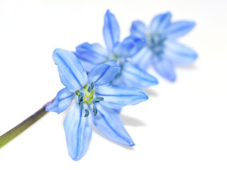 Blue Scilla spring flower Scilla sibirica on white background