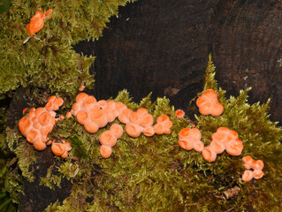 Lycogala epidendrum Wolf's milk growing on a stump