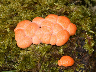 Lycogala epidendrum Wolf's milk growing on a stump