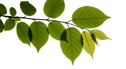 Fototapeta premium Green leaves on a branch isolated on white background