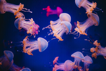 Jellyfish