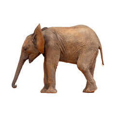 African elephant baby isolated on white background with