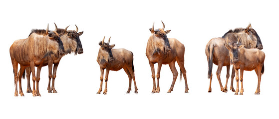 Blue wildebeest (Connochaetes taurinus) isolated on white background