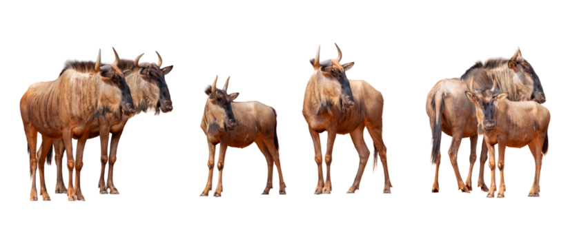 Blue wildebeest (Connochaetes taurinus) isolated on white background