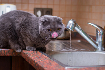 Funny British cat drink water in the bathroom. In beautiful style gray cats. Cute animals. Beauty portrait. Pet.
