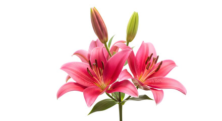Naklejka premium Pink Lily Arrangement on white background 