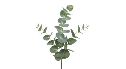 Eucalyptus branch on black on white background
