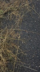 grass on the ground
