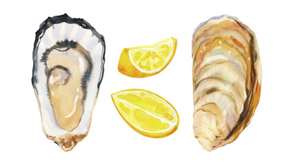 Set of watercolor hand painted delicious seafood oysters, mussels and lemon slices simple sketch illustration on white background. DIY elements for French cuisine menu, social media, ads and posters