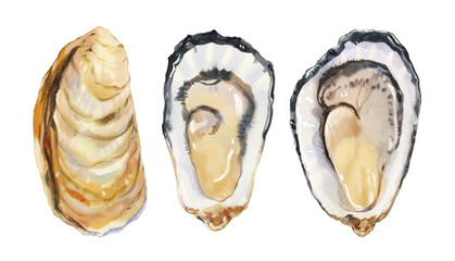 Set of watercolor hand painted delicious raw seafood oysters, mussels simple sketch illustration on white background. DIY elements for French cuisine menu, social media, ads and posters