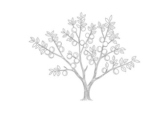 Obraz premium Apricot drawing. It is a vector sketch line art drawing of an apricot tree laden with fruits and leaves, representing a bountiful fruit tree in a natural setting. Vector sketch line art draw.