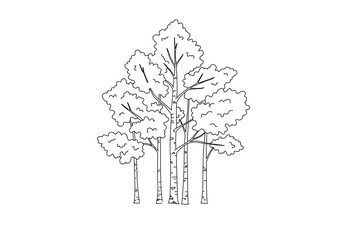 Aspen tree drawing. A vector sketch line art drawing of a cluster of aspen trees, slender trunks and distinctively shaped foliage, forest scene. Vector sketch line art draw.