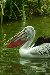 A beautiful pelican glides on green water
