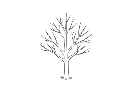 Bare tree drawing. A vector sketch line art drawing of a bare tree, showcasing its branching structure without leaves, ideal for winter, dormancy, or an abstract form. Vector sketch line art draw.