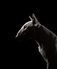 silhouette bull terrier looks to the side, its mouth slightly open, showing sharp details of its...