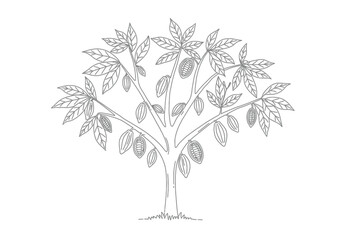 Obraz premium Cocoa tree drawing. It is a vector sketch line art drawing of a cacao tree with pods and leaves. Vector sketch line art draw.