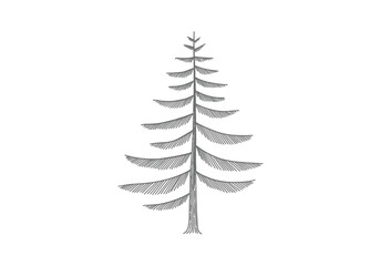 Obraz premium Conifer tree drawing. It is a vector sketch line art drawing of a conifer tree, with distinct, pointed needles and branches, often symbolizing evergreen forests. Vector sketch line art draw.