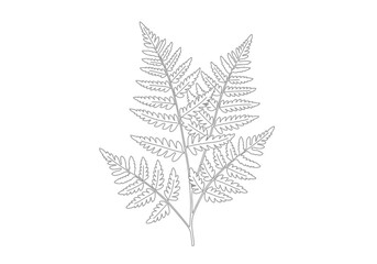 Fern tree drawing. It is a vector sketch line art drawing of a fern frond, displaying its delicate, feathery leaflets, perfect for botanical or nature-themed designs. Vector sketch line art draw.
