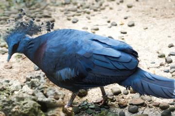 Majestic Victoria Crowned Pigeon on ground